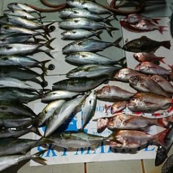 スカイマリン 釣果