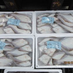 大進丸(新潟) 釣果