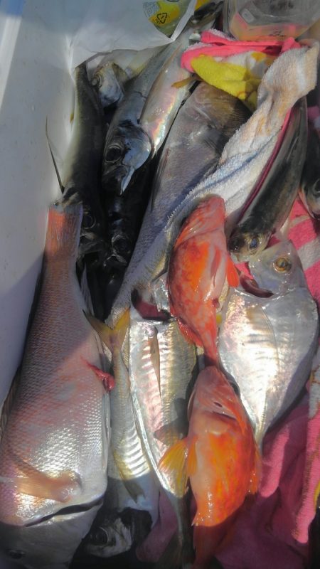 遊漁船 新鋭丸 釣果