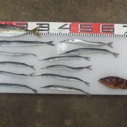 のとじま臨海公園海づりセンター 釣果