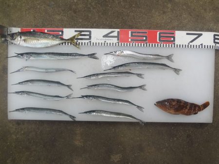 のとじま臨海公園海づりセンター 釣果