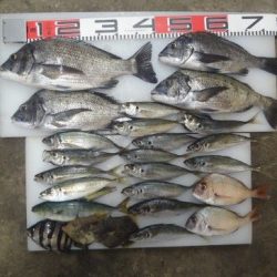 のとじま臨海公園海づりセンター 釣果