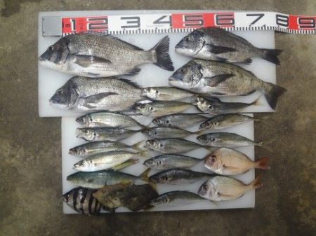 のとじま臨海公園海づりセンター 釣果