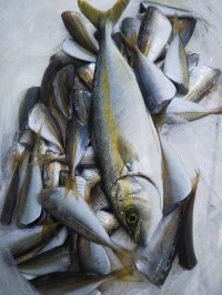 和歌山マリーナシティ釣り公園 釣果