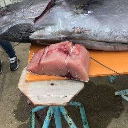 フィッシングボートACE(エース) 釣果