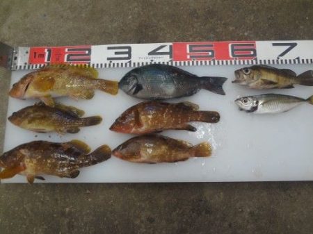 のとじま臨海公園海づりセンター 釣果