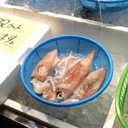 フィッシングボート空風(そらかぜ) 釣果