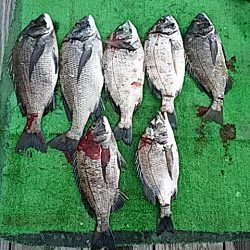 勝丸渡船 釣果