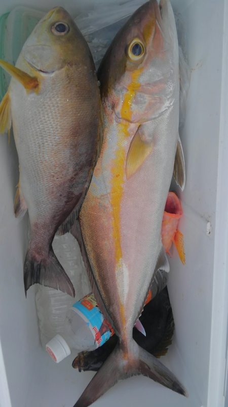 遊漁船 新鋭丸 釣果