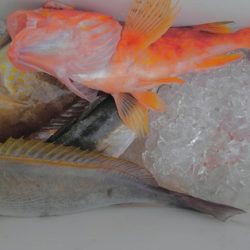 遊漁船 新鋭丸 釣果