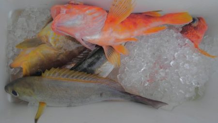 遊漁船 新鋭丸 釣果