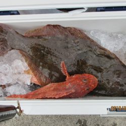 大進丸（新潟） 釣果