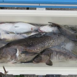 大進丸（新潟） 釣果