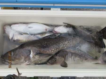 大進丸（新潟） 釣果