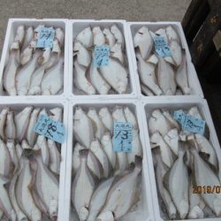 大進丸(新潟) 釣果