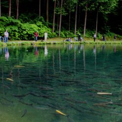 小菅トラウトガーデン 釣果