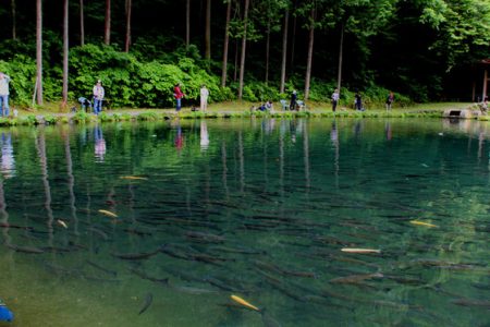 小菅トラウトガーデン 釣果