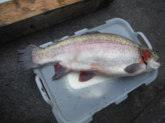 すそのフィッシングパーク 釣果
