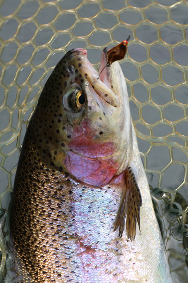 小菅トラウトガーデン 釣果