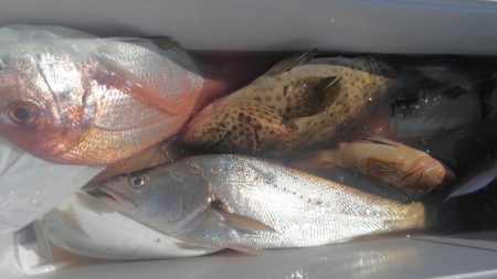 遊漁船 新鋭丸 釣果