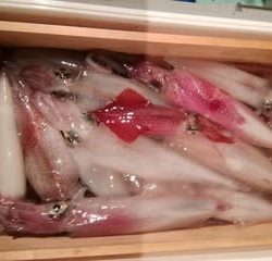 松福丸 釣果