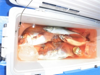 鯛紅丸 釣果