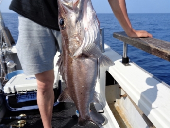 鯛紅丸 釣果