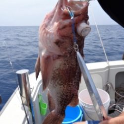 鯛紅丸 釣果
