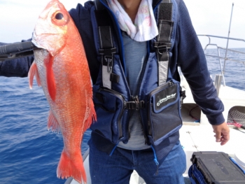 鯛紅丸 釣果