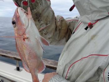 鯛紅丸 釣果