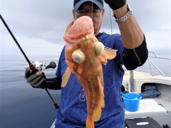 鯛紅丸 釣果