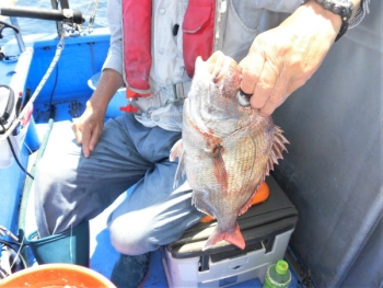 鯛紅丸 釣果