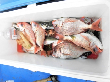 鯛紅丸 釣果