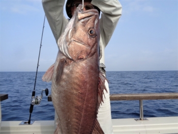 鯛紅丸 釣果