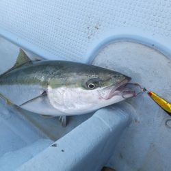 Hit Rush(ヒット ラッシュ) 釣果