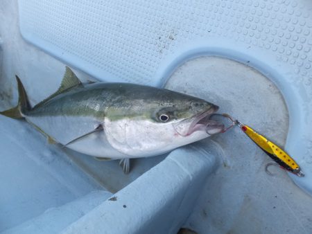 Hit Rush(ヒット ラッシュ） 釣果…