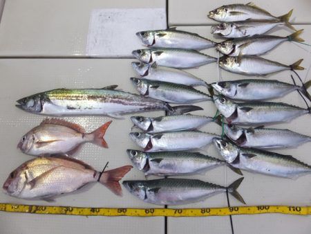 Hit Rush(ヒット ラッシュ） 釣果…