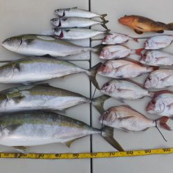 Hit Rush(ヒット ラッシュ) 釣果