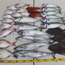 Hit Rush(ヒット ラッシュ) 釣果