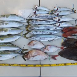 Hit Rush(ヒット ラッシュ） 釣果