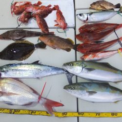 Hit Rush(ヒット ラッシュ） 釣果