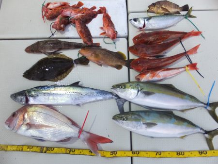 Hit Rush(ヒット ラッシュ） 釣果…