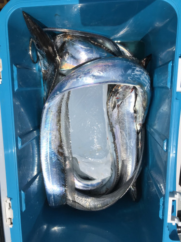 釣船 浦島太郎 釣果