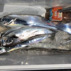 釣船 浦島太郎 釣果