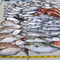 Hit Rush(ヒット ラッシュ） 釣果