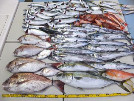 Hit Rush(ヒット ラッシュ） 釣果…