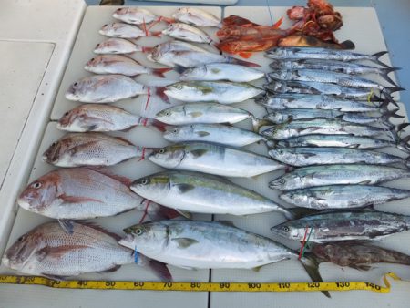 Hit Rush(ヒット ラッシュ） 釣果…