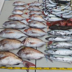 Hit Rush(ヒット ラッシュ) 釣果