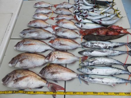 Hit Rush(ヒット ラッシュ） 釣果…