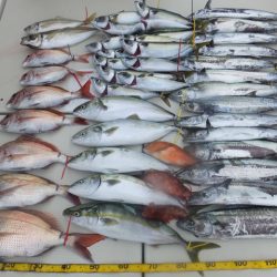 Hit Rush(ヒット ラッシュ) 釣果